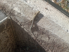Podarcis muralis