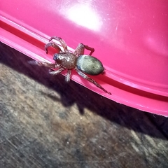 Scotophaeus blackwalli