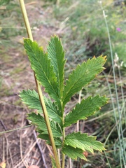 Potentilla longifolia