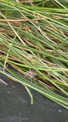 Pardosa