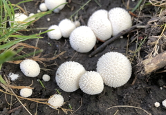 Lycoperdon curtisii