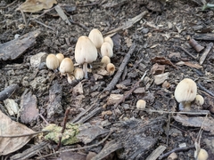 Micacei