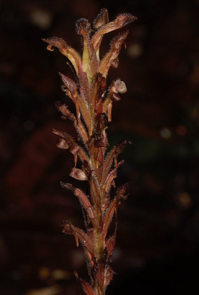 Microchilus peterianus
