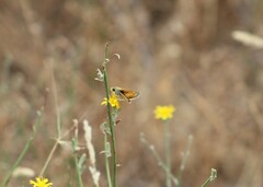 Ochlodes sylvanoides