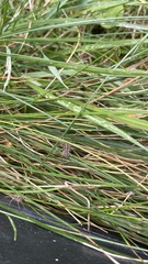 Pardosa