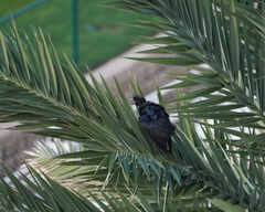 Quiscalus major