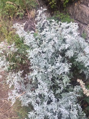 Artemisia messerschmidtiana