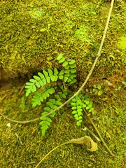Asplenium resiliens