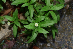 Eclipta prostrata