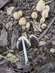 Micacei