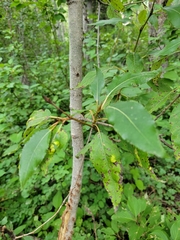 Populus balsamifera
