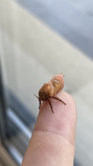 Triodia sylvina