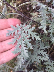 Artemisia messerschmidtiana
