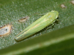 Hebata decipiens