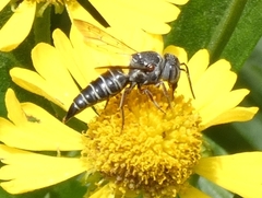 Coelioxys