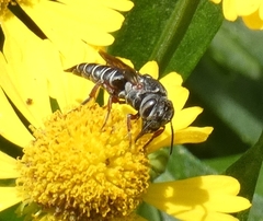 Coelioxys