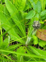 Pilosella aurantiaca