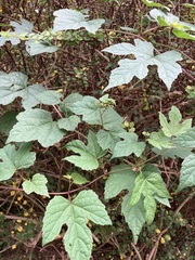 Ampelopsis glandulosa