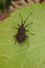 Coreus marginatus