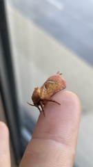 Triodia sylvina