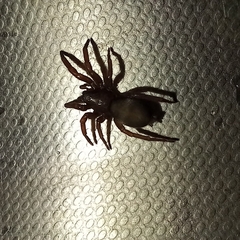 Scotophaeus blackwalli