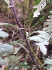 Artemisia messerschmidtiana