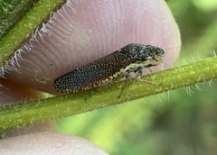 Paraulacizes irrorata