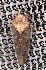 Paraphlepsius