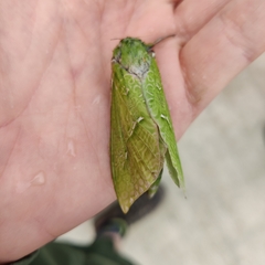 Aenetus virescens