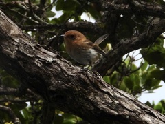 Chasiempis sclateri