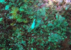 Felimida purpurea