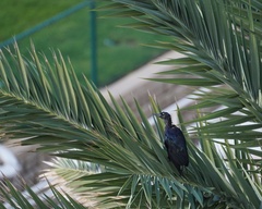 Quiscalus major