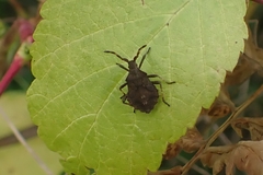 Coreus marginatus