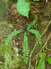 Asplenium resiliens