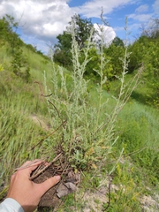 Artemisia lercheana