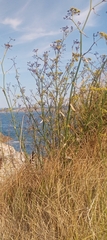 Foeniculum vulgare