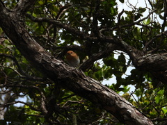 Chasiempis sclateri