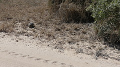 Stigmochelys pardalis