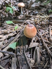 Leucoagaricus rubrotinctus
