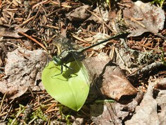 Dromogomphus spinosus