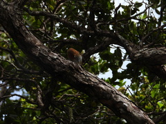 Chasiempis sclateri