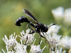 Physocephala tibialis