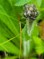Pilosella aurantiaca