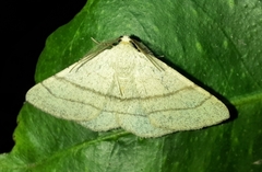 Adactylotis gesticularia