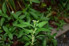 Eclipta prostrata