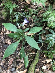 Strobilanthes formosana
