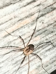 Mitopus morio