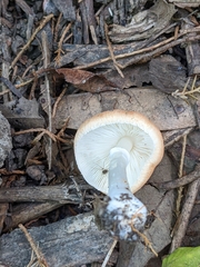 Leucoagaricus rubrotinctus