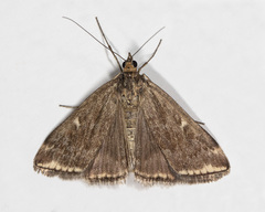 Loxostege sticticalis
