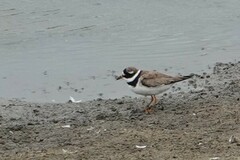 Charadrius hiaticula
